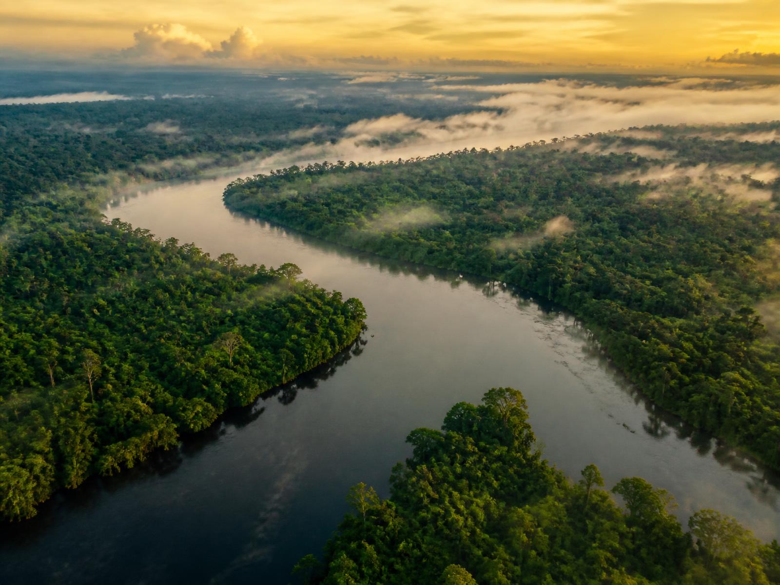 Corridor de reforestation du bassin du Congo